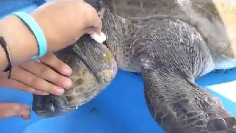 Kendiniz Kurtulmuş Kadar Sevineceksiniz: Deniz Kaplumbağasını Boynuna Dolanan İpten Kurtaran Güzel İnsanlar