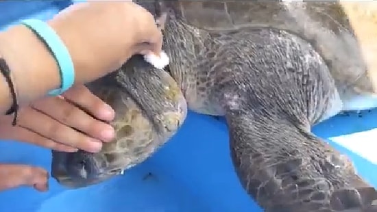Kendiniz Kurtulmuş Kadar Sevineceksiniz: Deniz Kaplumbağasını Boynuna Dolanan İpten Kurtaran Güzel İnsanlar
