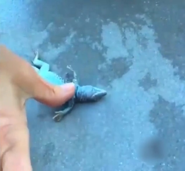 18. Bir kertenkeleye kalp masajı yaparak minik hayvanı hayata döndüren yumuşacık kalpli insanlar da vardı...