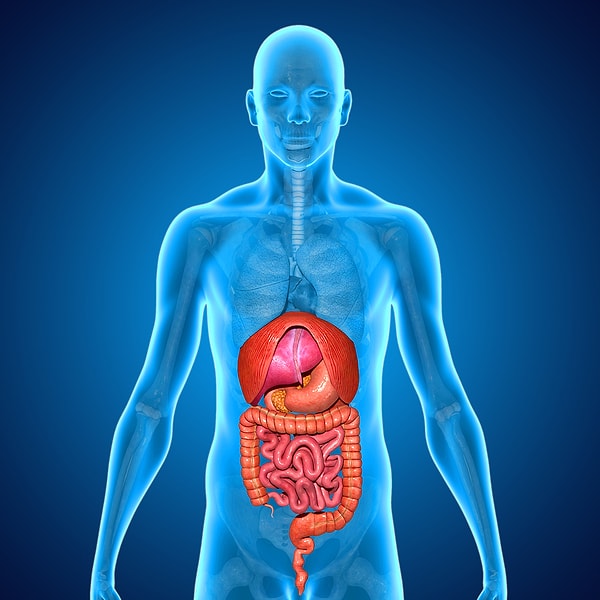 4. Какой орган в теле является самым большим?