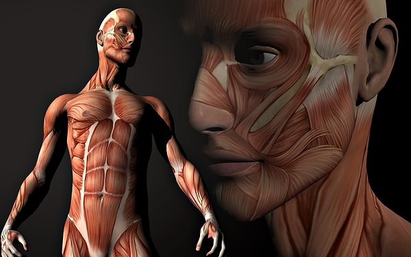 5. Какая мышца тела человека самая большая?