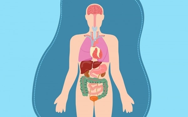 8. Чего нет в организме человека?