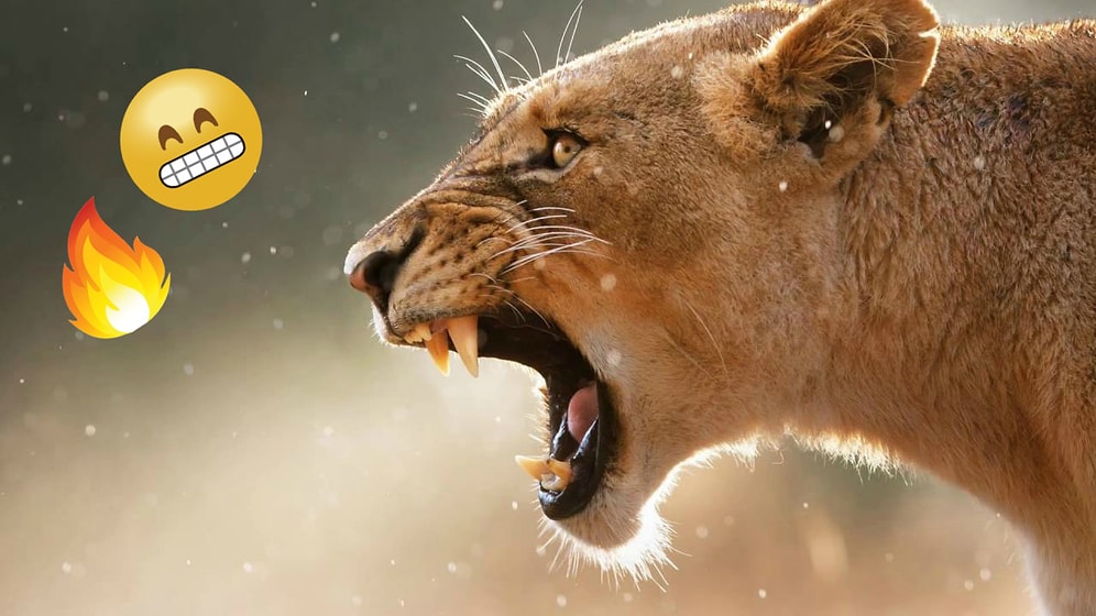 Тест: Какое хищное животное ваше подсознание?