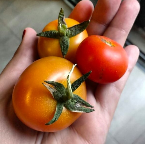 3. Не храните томаты в пластиковой упаковке