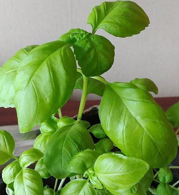 5. Храните базилик так, будто это букет цветов