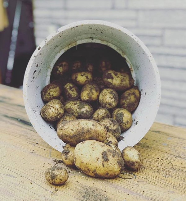 7. Не храните картофель в холодильнике