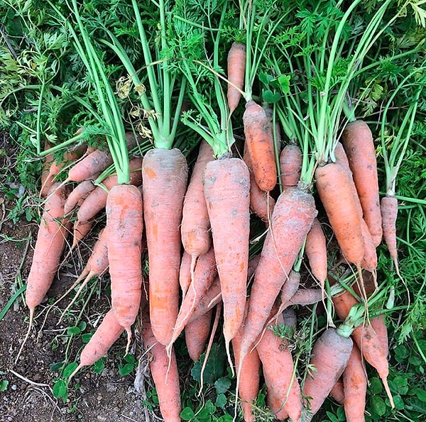 9. Зимой храните морковь в ящиках с землёй