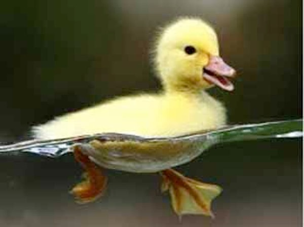 3. У двух уток и двух собак в сумме 14 лап.