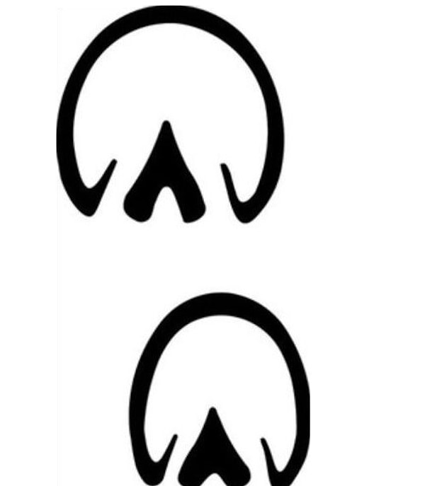 5. Чьи это копыта?