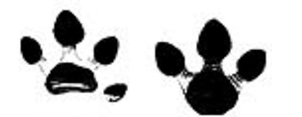 8. А это что за необычный след? Кому он принадлежит?