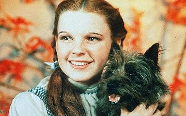 6. Ayrıca filmdeki köpek diğer pek çok oyuncudan daha yüksek bir ücret karşılığında filmde yer almış (125 dolar)