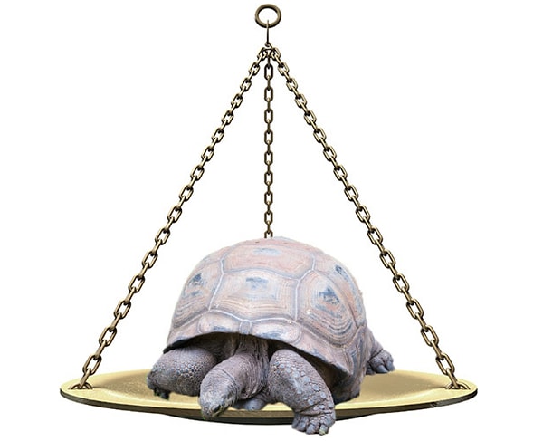 6. Каков средний вес самца слоновой черепахи?