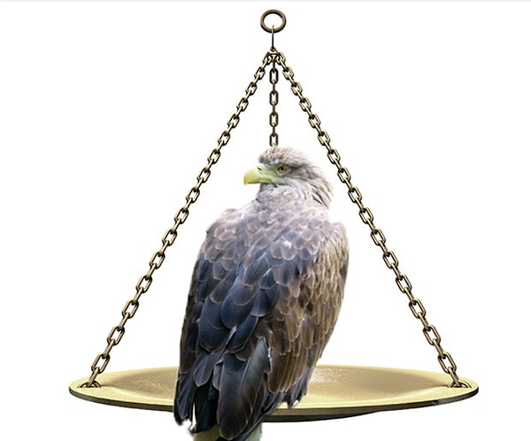 8. И, наконец, средний вес орла составляет...