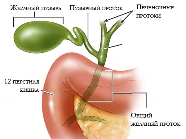 7. Жёлчный пузырь