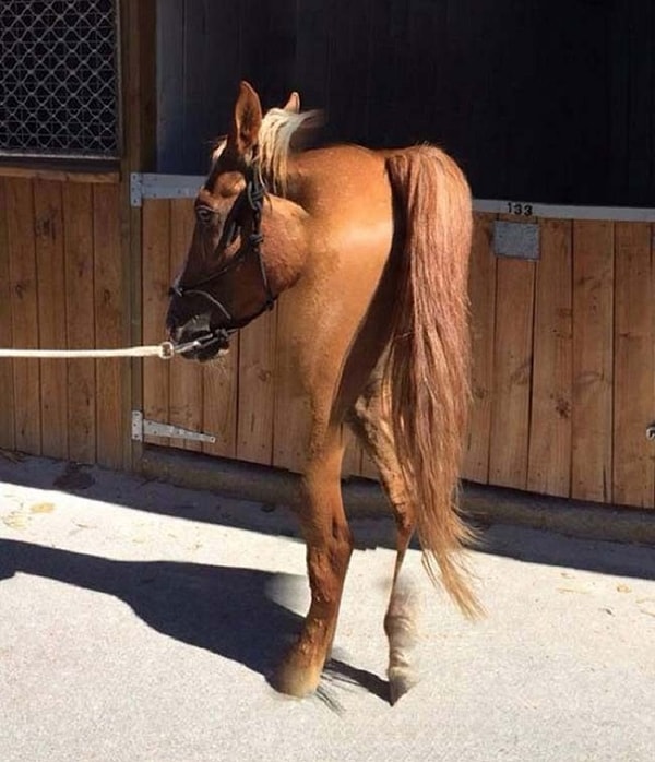 1. Лошадь из Чернобыля?