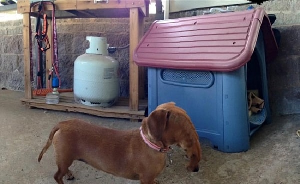 9. Когда в душе ты слоник...