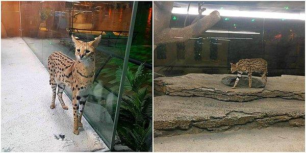 AVM'de Serval kedisinin dışında birçok vahşi hayvan da sergileniyor