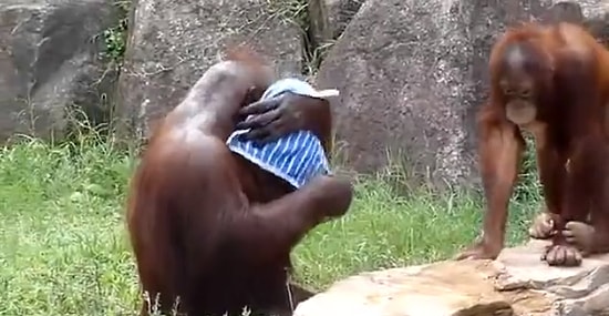 Mendilini Islatıp, Bir Güzel Sıktıktan Sonra Dede Gibi Yüzünü Silen Orangutan