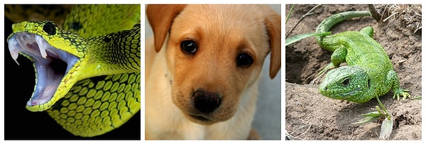 10. И последний вопрос: кто обладает немигающим взглядом?