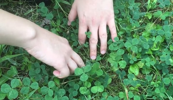 10. А сколько времени мы потратили на выискивание "пятилистников", съев которые можно было стать счастливчиком!