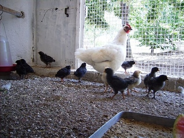 Bahçeyi kümese çevirmişler