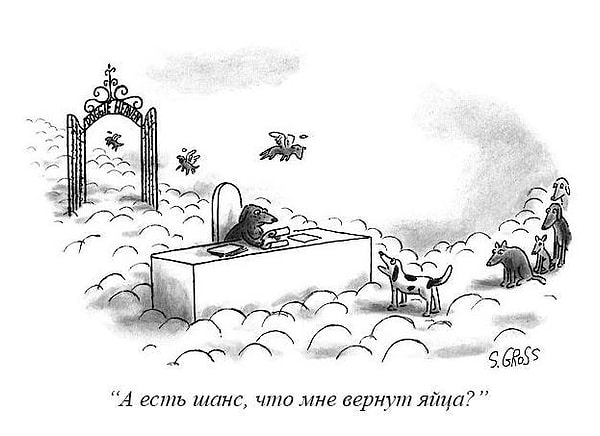 5. Собачий рай