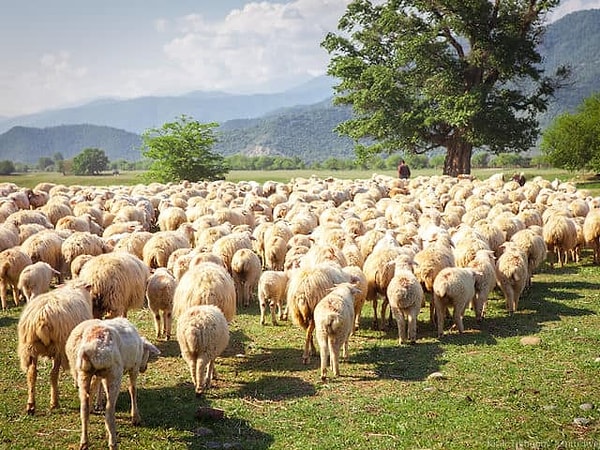 2. Как называется стадо овец?