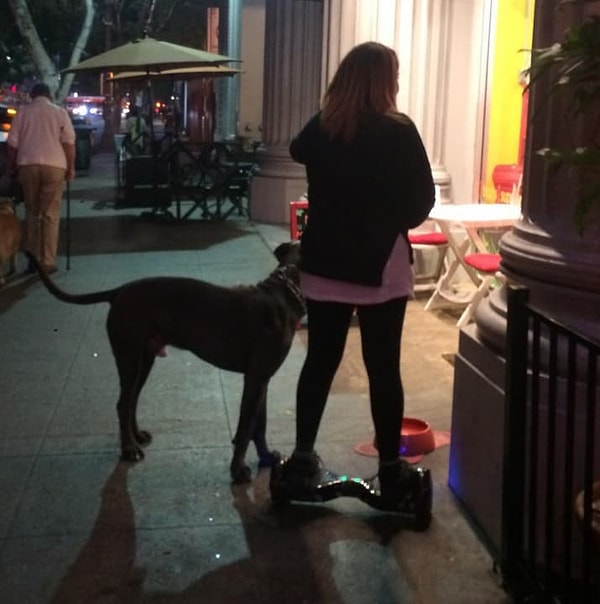 12. Главное, чтобы собака резко не рванула в сторону пруда!