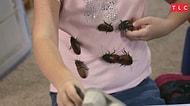 Evcil Hayvan Olarak Evinde 7000 Hamamböceği Besleyen Küçük Kız
