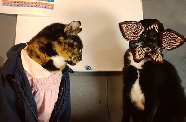 9. Спектакль по сериалу в кошачьем исполнении 😎