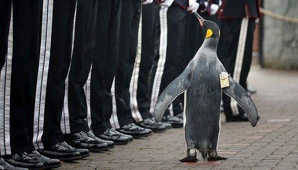 1. Edinburgh Hayvanat Bahçesi’ndeki Nils Olav isimli  imparator penguene 2008 yılında “Sir” ünvanı verildi.