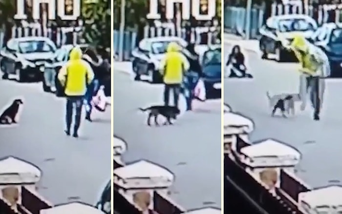 Sokak Ortasında Gasp Edilen Kadını Koruyan Sokak Köpeği