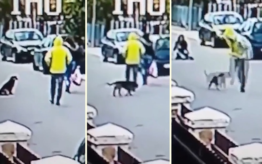 Sokak Ortasında Gasp Edilen Kadını Koruyan Sokak Köpeği