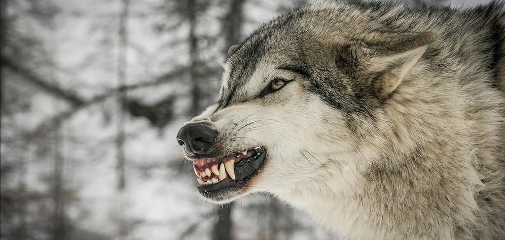 Тест: Проверьте, насколько вы агрессивны