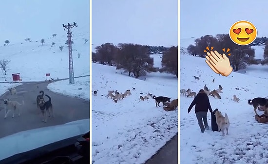 Dağ Başında Soğukta Aç Kalan Sokak Hayvanlarına Mama Götüren Güzel İnsanlar