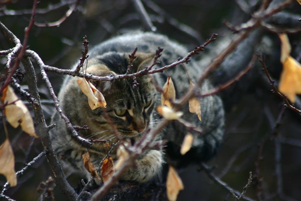 Öğrenciler Tarafından Çekilen ve Kampüsün Farklı Noktalarının Doğal Güzelliklerini Sergileyen Fotoğraflarla ODTÜ'de Sonbahar