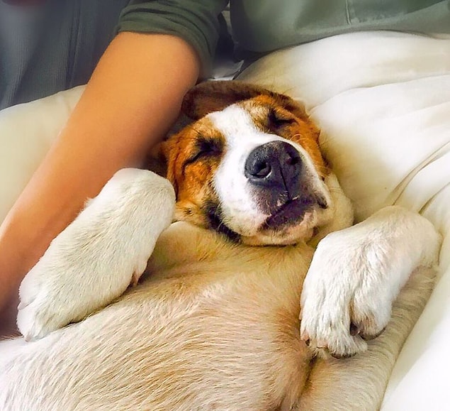 "Henry sahiplendirme etkinliğinde daha 3 aylık bir bebekti ama diğer yavru köpeklerden beş kat daha büyüktü" diyor Cynthia.