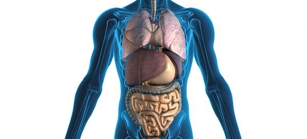 6. Vücudumuz Dıştan Simetrikken Neden İç Organlarımızın Şekli ve Yeri Simetrik Değildir?