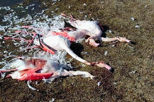 6 flamingonun katledilmiş olduğu görüldü
