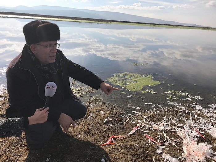 Doğa Cennetinde Vahşet! Akgöl Sazlığı'nda Flamingoları Tüfekle Vurup, Boğazlarını Kestiler