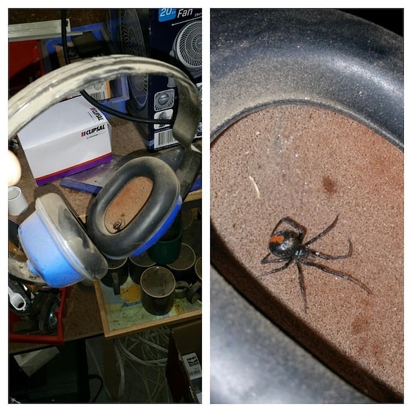 4. Какое счастье, что хозяин этих наушников все же заметил паука, иначе это членистоногое вполне могло забратьcя ему в ухо