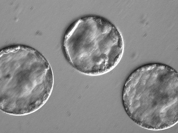 11. CRISPR tarafından değiştirilmiş embriyolar sayesinde genetik hastalıklar en aza indirilebilecek.