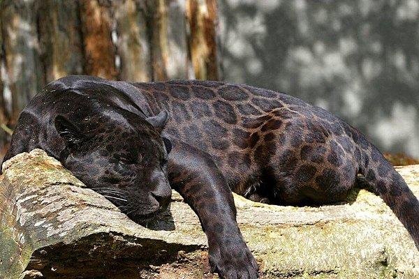 7. Biraz panter biraz da jaguar deseni.