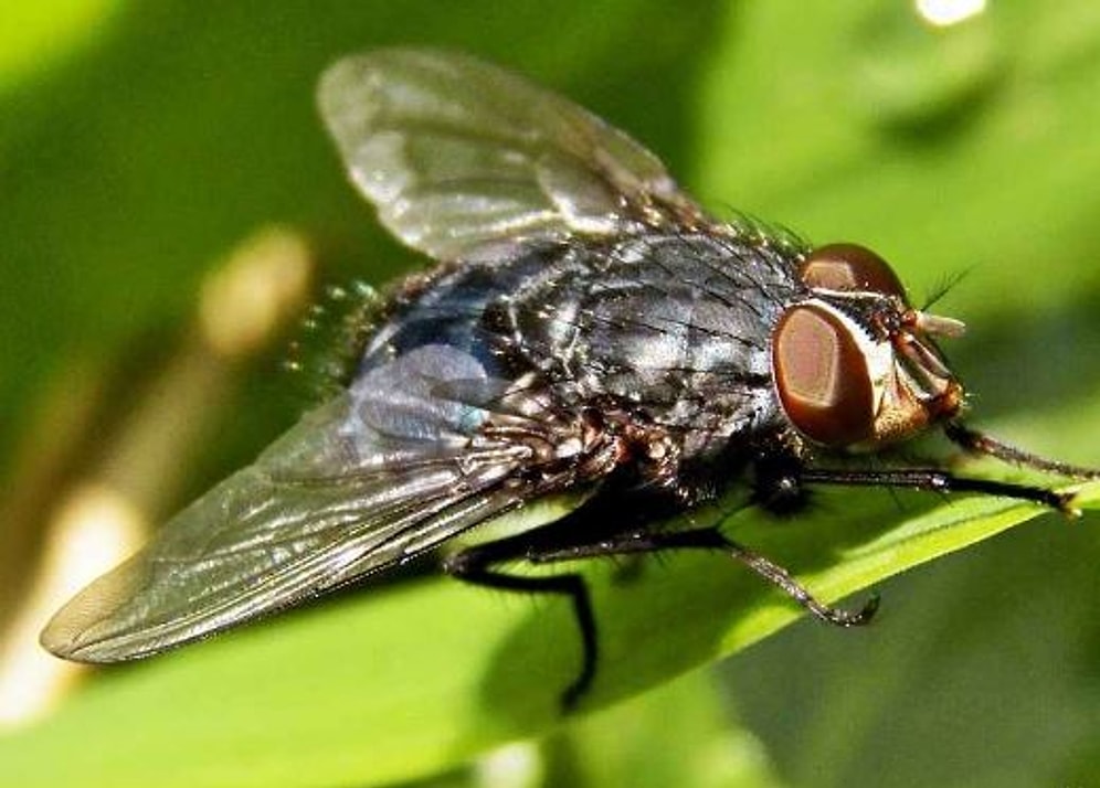 Küçük Ama Mide Bulandırıcı: Karasinekler Sağlığımız İçin Sandığımızdan da Tehlikeli Olabilir!