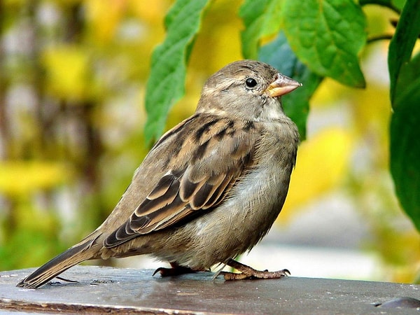 В твоей душе живет воробушек!