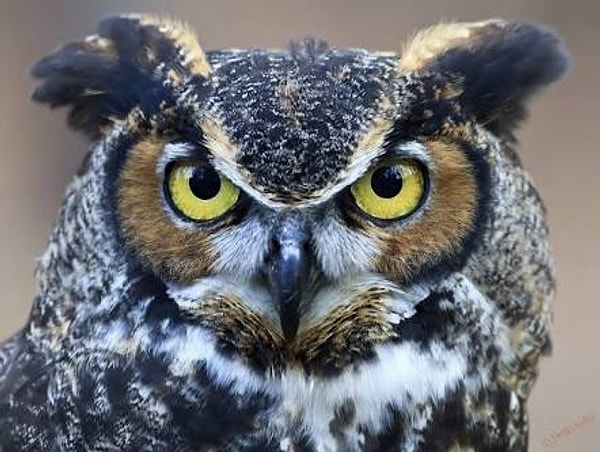 Внутри тебя живет сова!