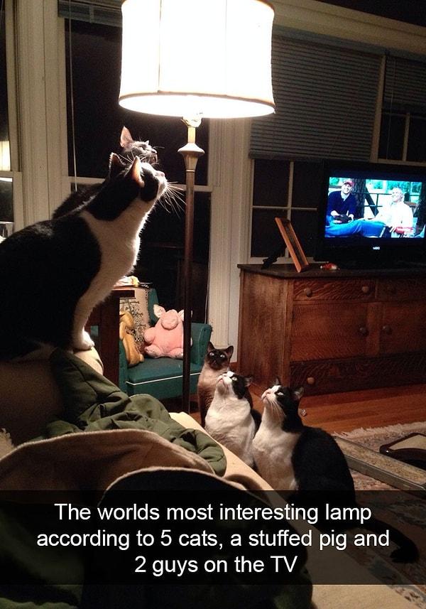 2. "5 kedi, bir oyuncak domuz ve televizyondaki 2 adama göre dünyanın en ilginç lambası."
