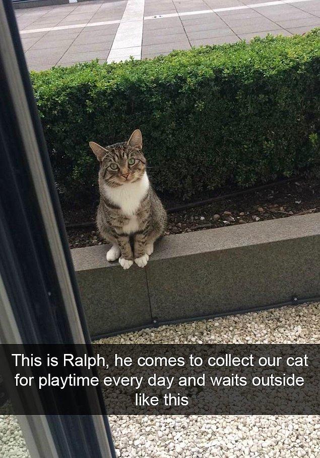 4. "Bu Ralph. Her gün oyun oynamak için kedimizi evden almaya geliyor ve kapıda böyle bekliyor."