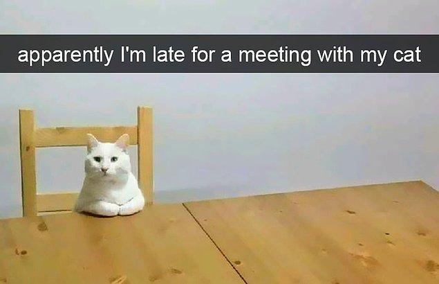 12. "Görünüşe bakılırsa kedimle olan toplantıma geç kaldım."