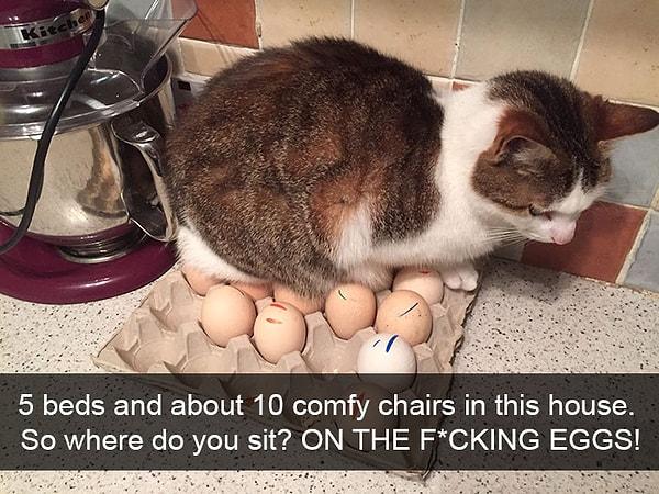 13. "Evde 5 yatak ve yaklaşık 10 tane rahat sandalye var. O zaman nereye oturursun? Lanet olası yumurtaların üstüne tabii ki!"